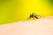 buehne-dengue buehne-dengue